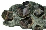 Red Almandine Garnets in Schist - Tyrol, Austria #352088-1
